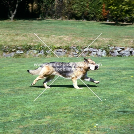 german shepherd dog in action carrying dumb-bell