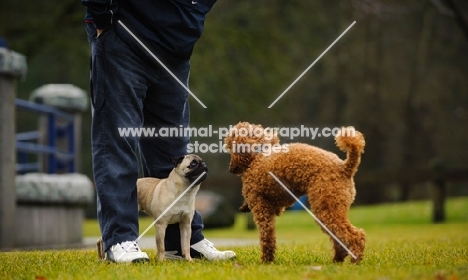 pug meeting another dog