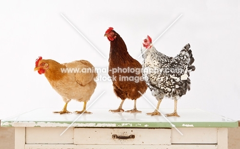 Buff Orpington and Silver Laced Wyandotte chicken