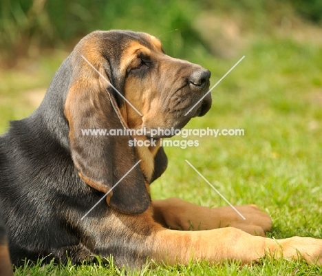young Bloodhound