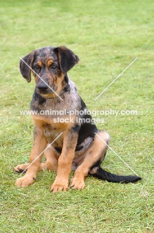 Beauceron puppy