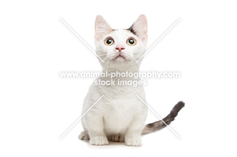 shorthaired Bambino cat on white background, looking up