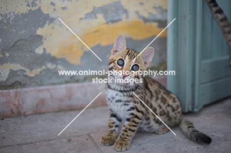 asian leopard cat sitting outside