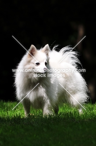 Volpino Italiano standing on grass