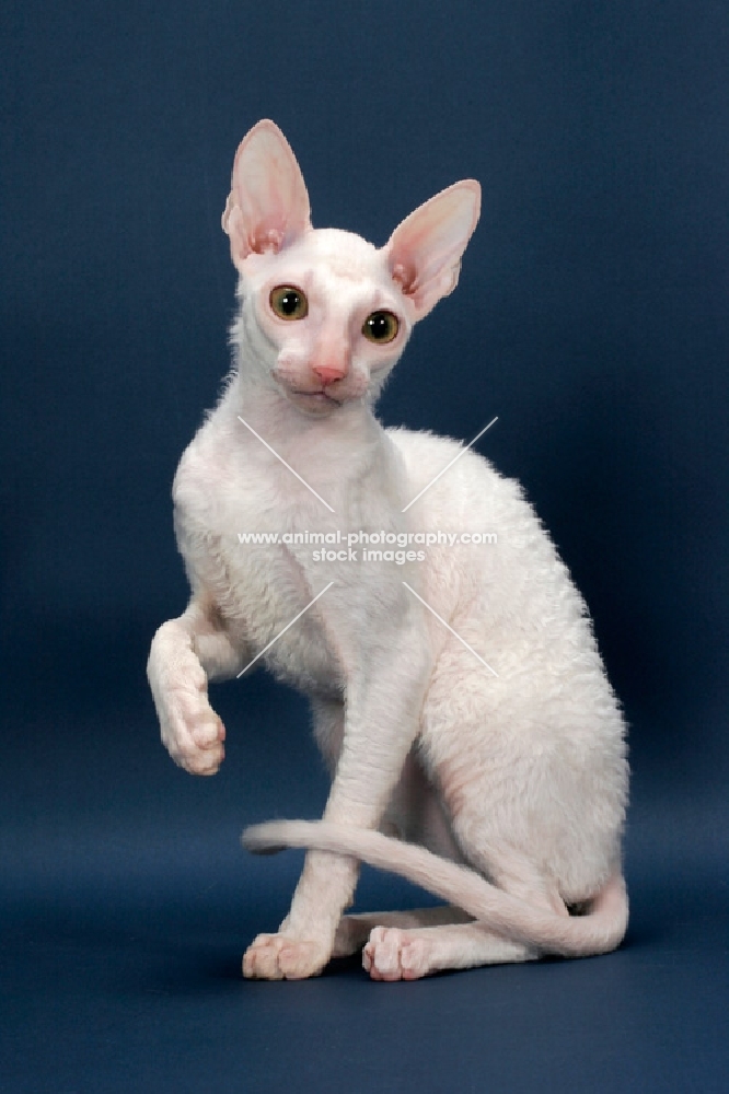 Cornish Rex one paw up, white (gold eye)