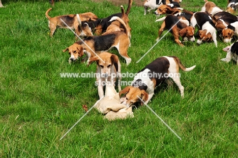 Beagles pulling apart meat on a hunt