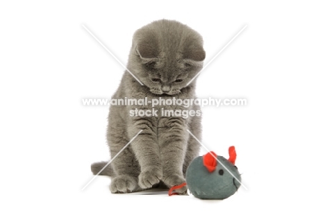 british shorthaired kitten playing with toy mouse