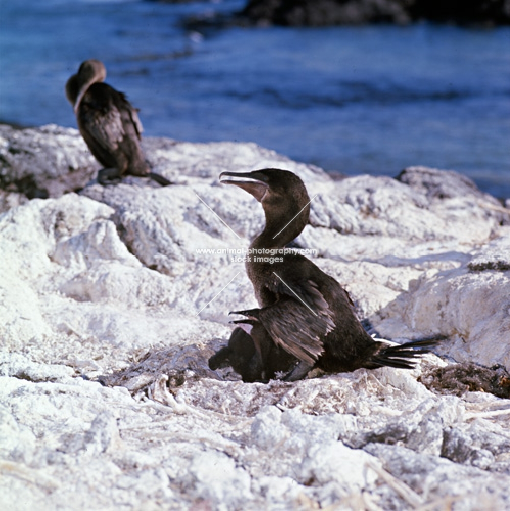 flightless cormorant and chick on lava rocks with guano, punta espinosa, fernandina island, galapagos islands