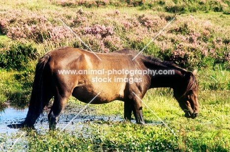 new forest pony standing in water grazing in the new forest