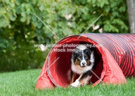 Tricolor Australian Shepherd exiting agility tunnel.