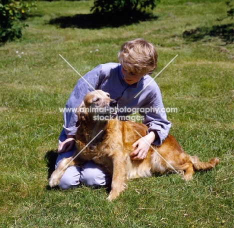 old golden retriever being stroked by a woman