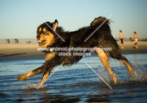 Tibetan Mastiff running on beach