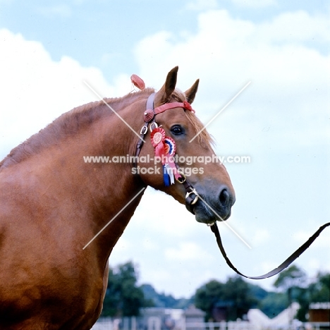 suffolk punch with rosettes, portrait