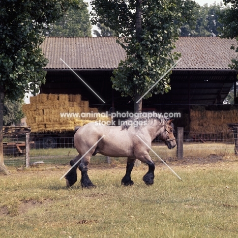 Jupiter de St Trond, Belgian heavy horse stallion walking round his  territory