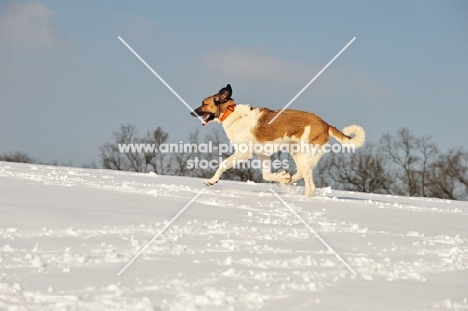 Transmontano Mastiff running in snow