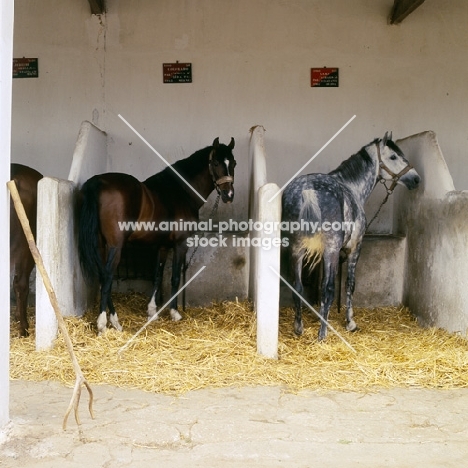 barb and moroccan arab in stable