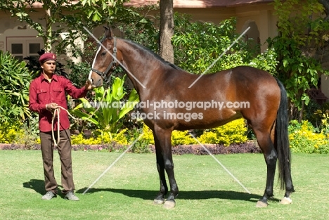 marwari mare in India