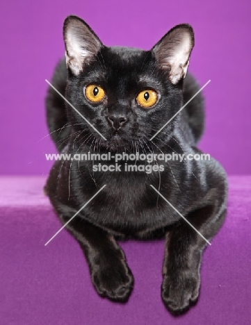 Bombay cat looking at camera, purple background