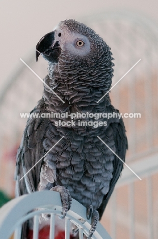 African Grey Parrot perched on cage door