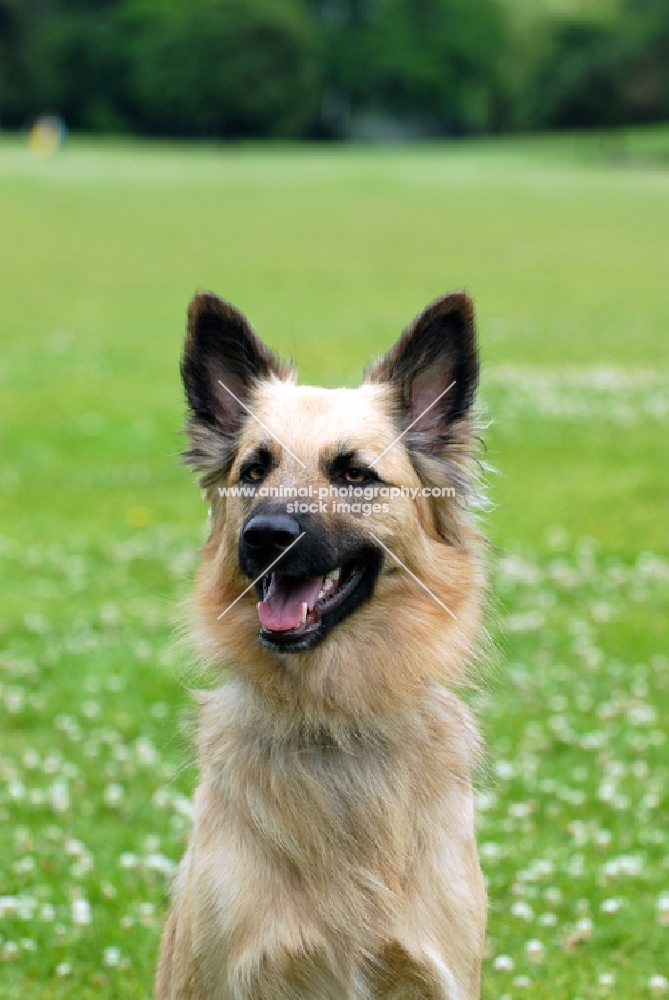 Garafiano shepherd dog, herder of the Canary Island la Palma, portrait