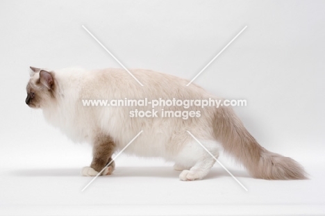 Blue Point Mitted Ragdoll