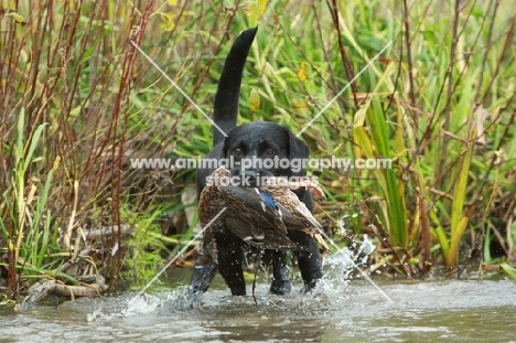 black Labrador Retriever retrieving duck