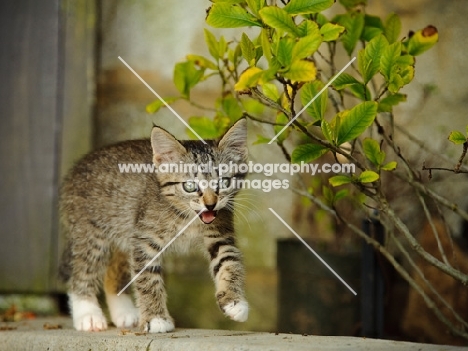 Kitten walking outside