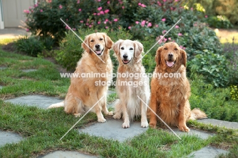 three Golden Retrievers in garden