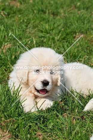cute Polish Tatra Herd dog puppy lying in grass