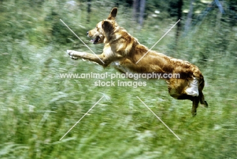 working type golden retriever leaping in long grass carrying dummy