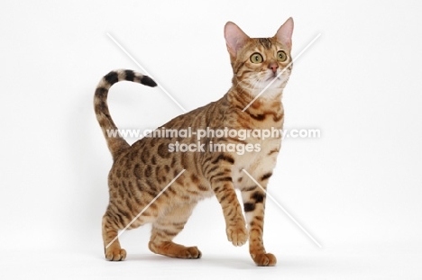 Bengals on white background