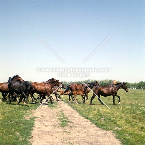 Herd of Furioso North Star mares and foals crossing path at Kiskunsag State Farm