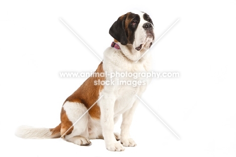 Saint bernard sitting on white background