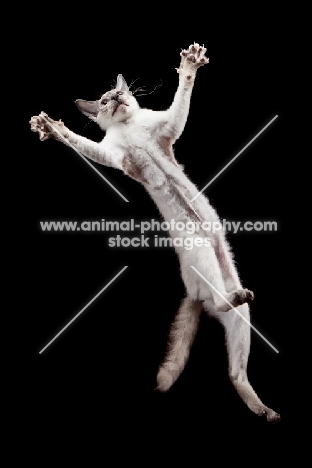 young Peterbald cat, jumping