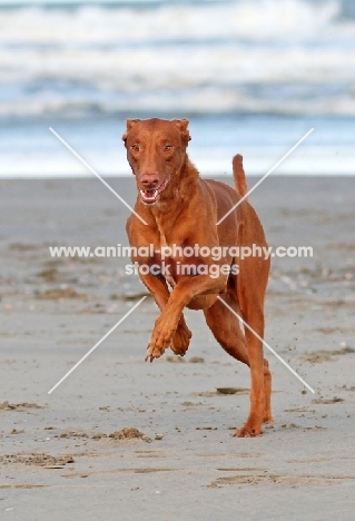 Pharaoh Hound running