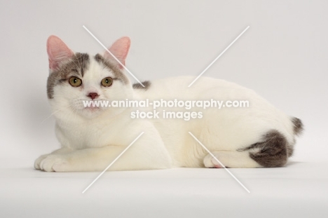 Blue Classic Tabby and White Manx, lying down