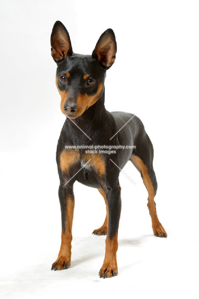 black and tan Miniature Pinscher standing on white background