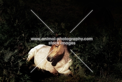 new forest pony lying down