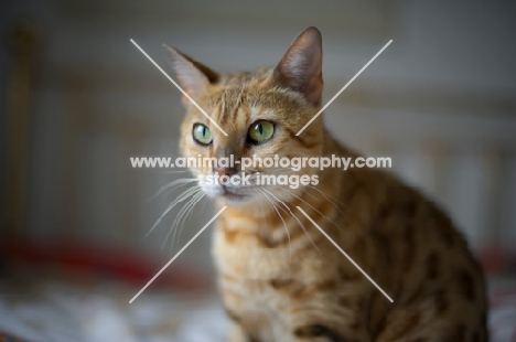 close-up of a green eyed golden bengal cat