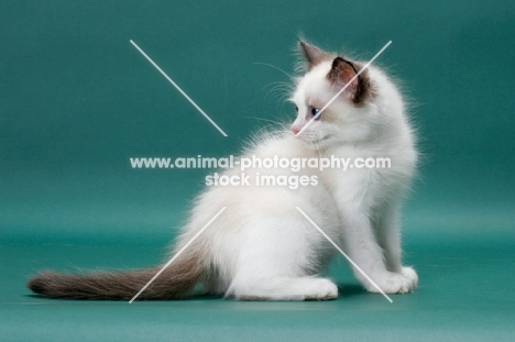 Seal Point Bi-Color Ragdoll kitten