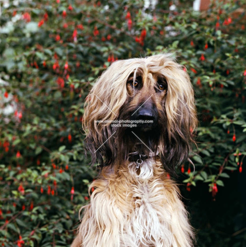 afghan hound, portrait