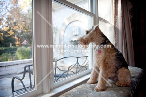 welsh terrier looking out window