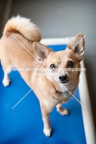 chihuahua mix standing on blue mat