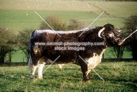 longhorn bull side view