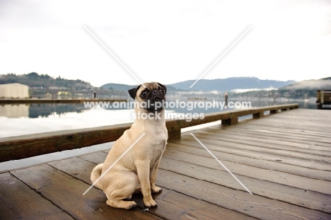 fawn Pug sitting on decking