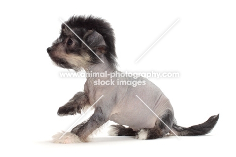 Chinese Crested puppy, sitting in studio