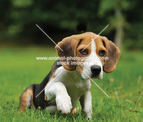 Beagle puppy on grass