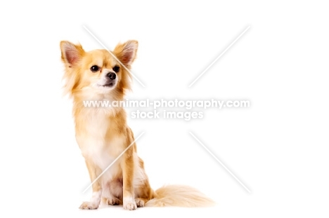 Long Haired Chihuahua isolated on a white background