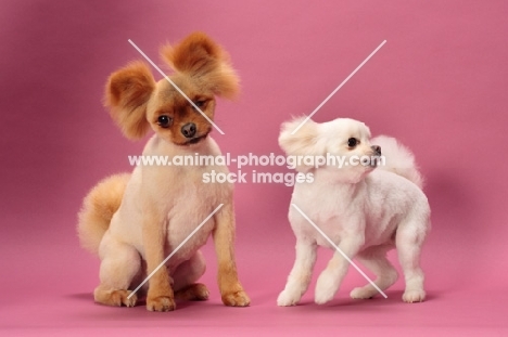 two cute Pomeranians