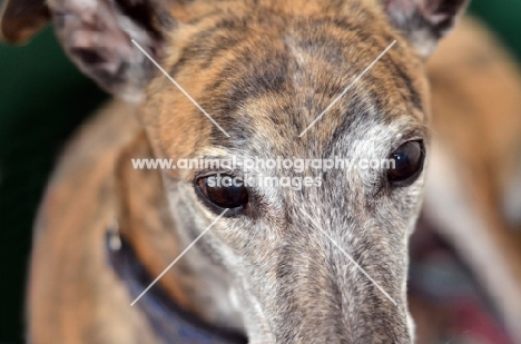 greyhound, ex racer, all photographer's profit from this image go to greyhound charities and rescue organisations